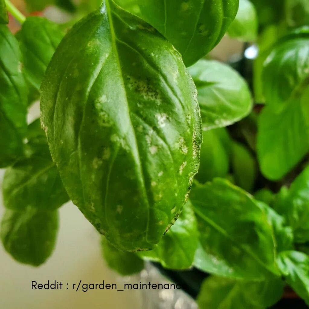 Basil Sunburn