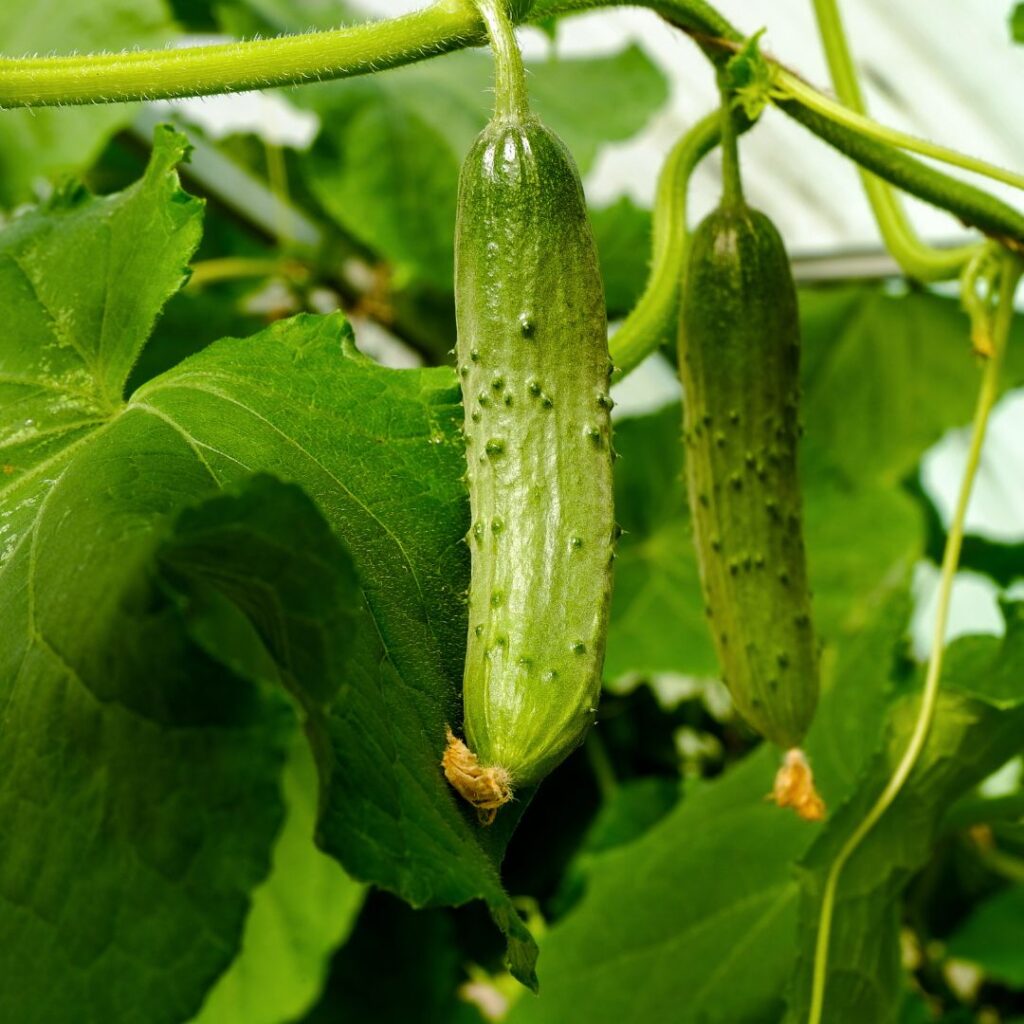 Basil non companion