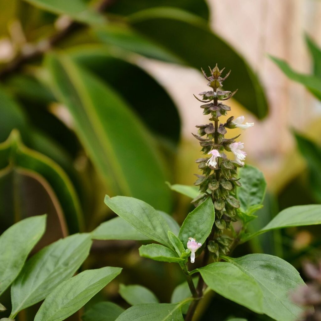 Basil plant 1