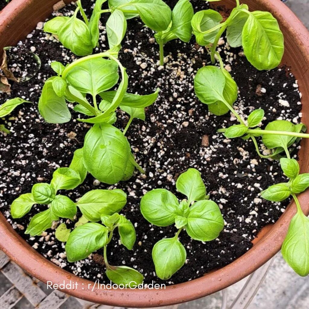 Basil plant pot 1