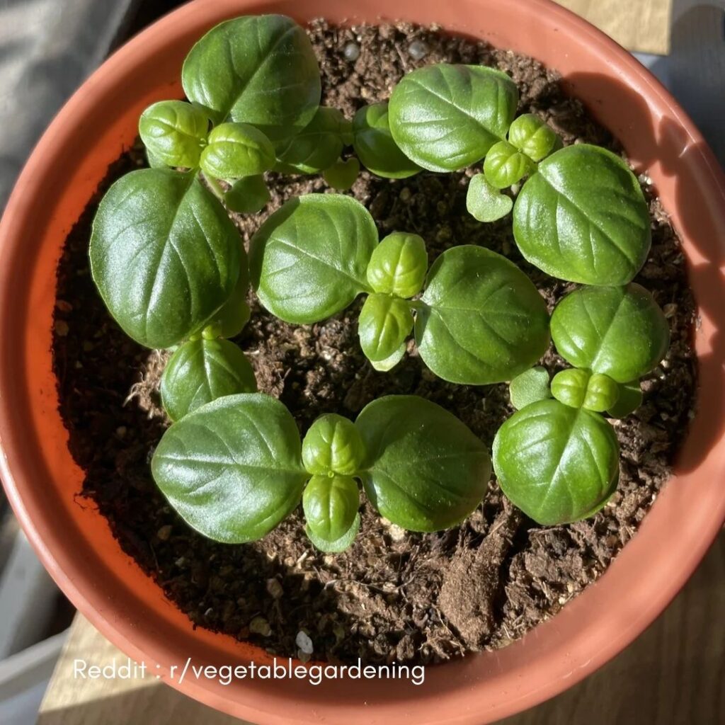 Basil plant pot 2
