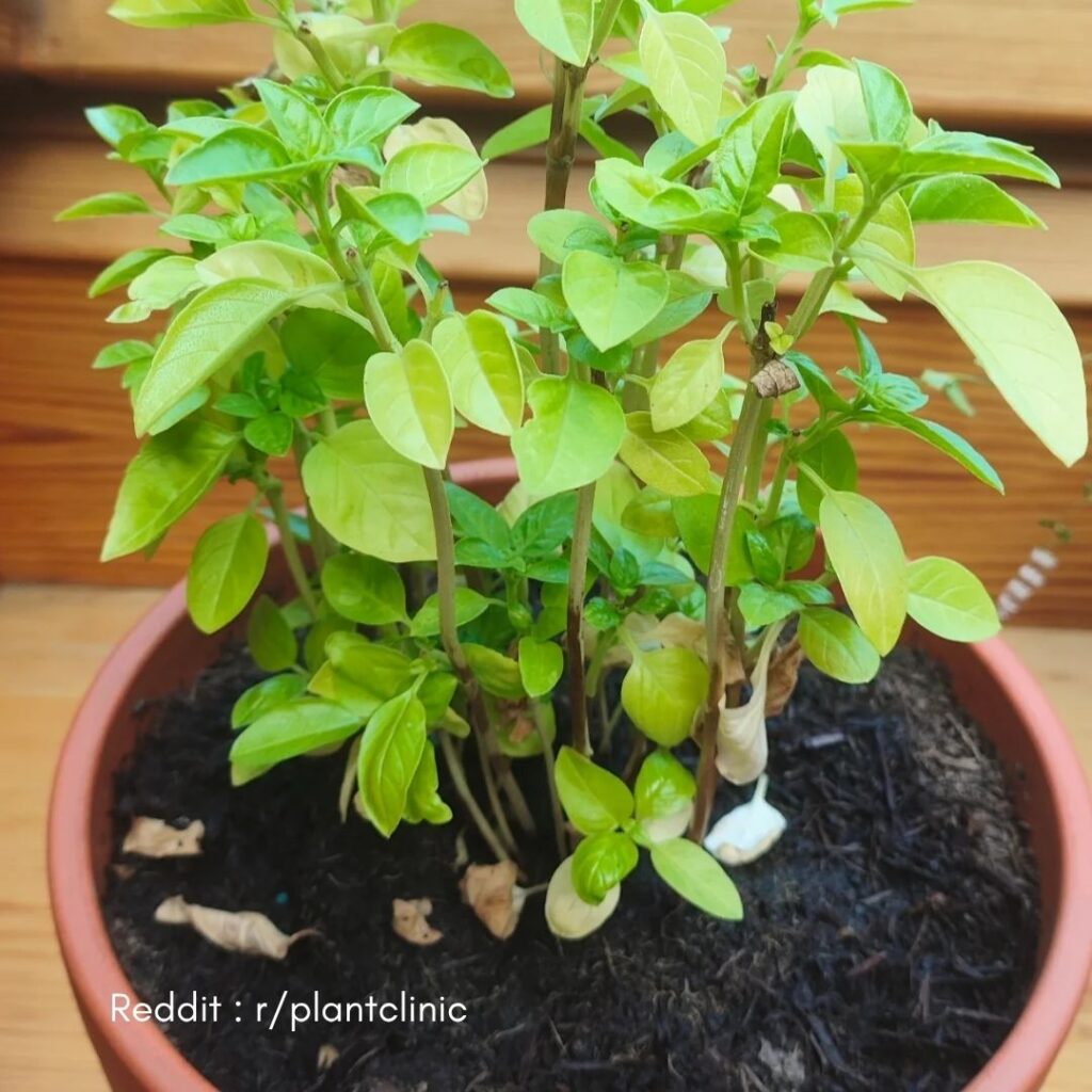 Basil plant repotting