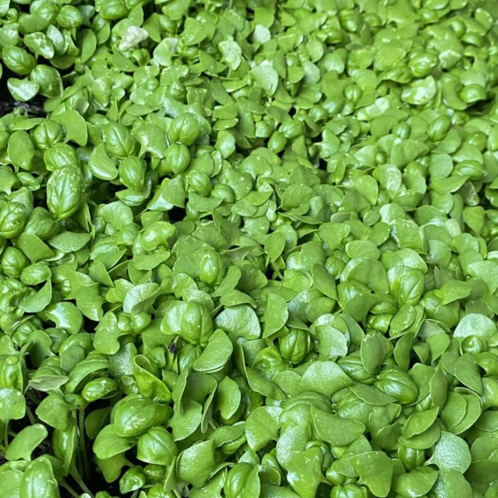 Basil spacing guide 1