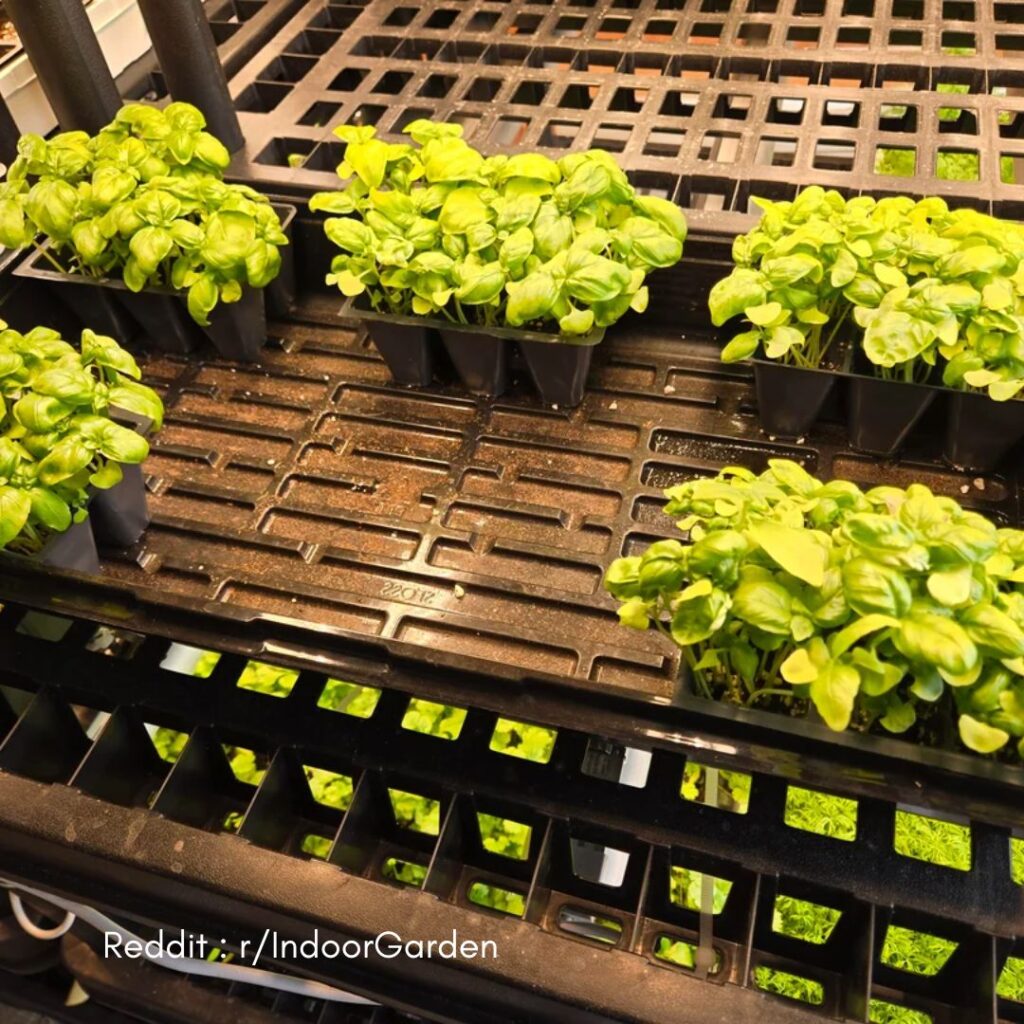 Basil spacing guide 2