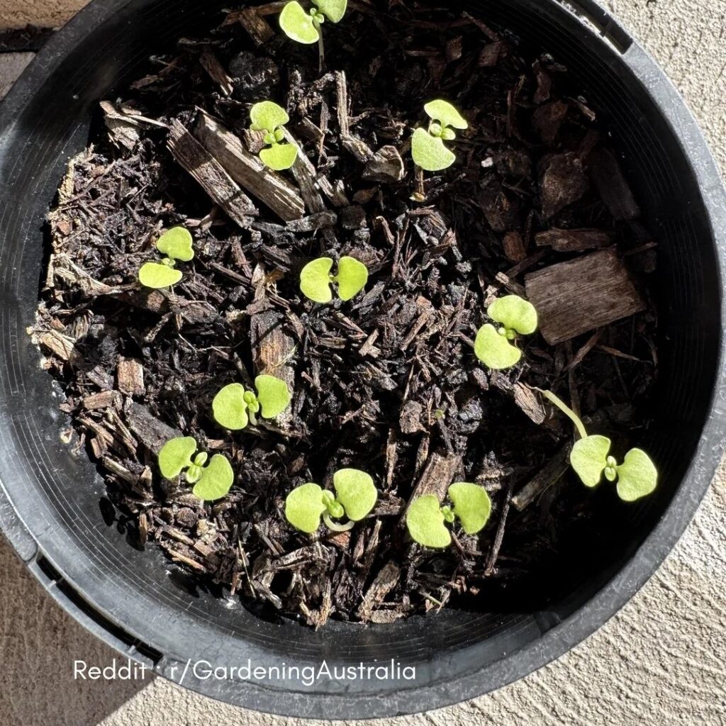 Basil spacing guide 4