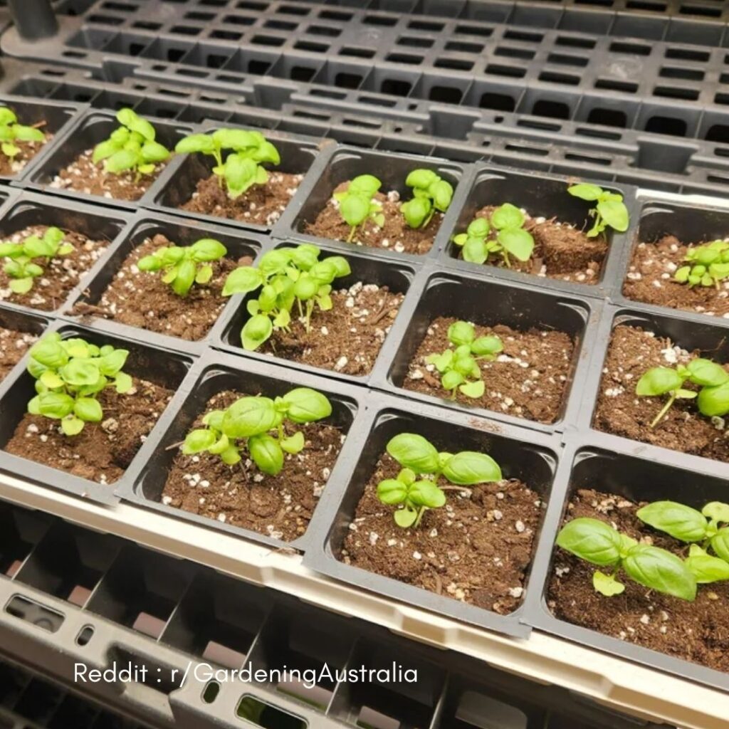 Basil spacing guide 5