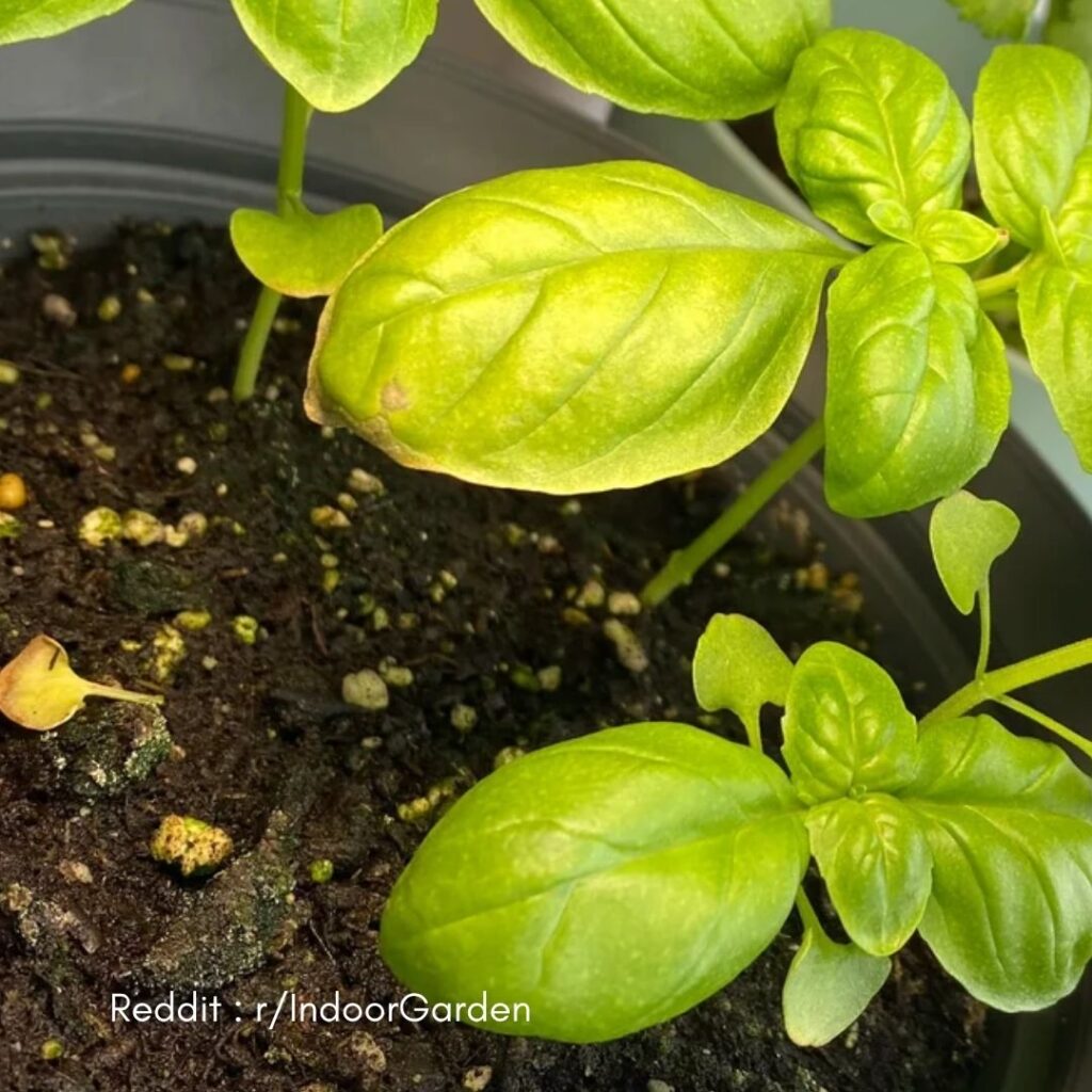 Basil turning yellow