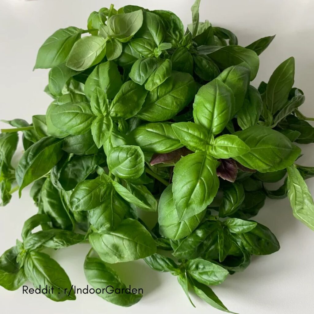 Harvesting Basil in Winter