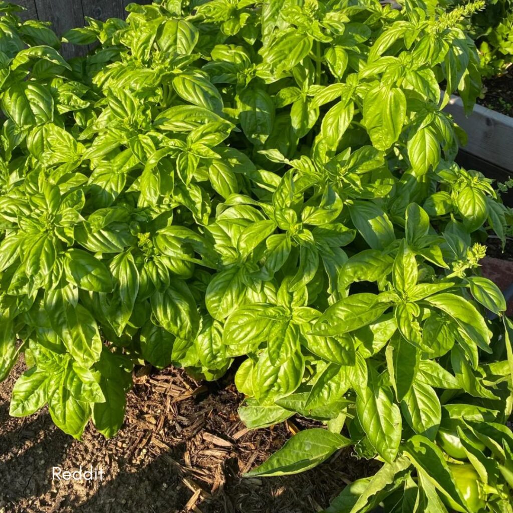 Light Requirements in Winter