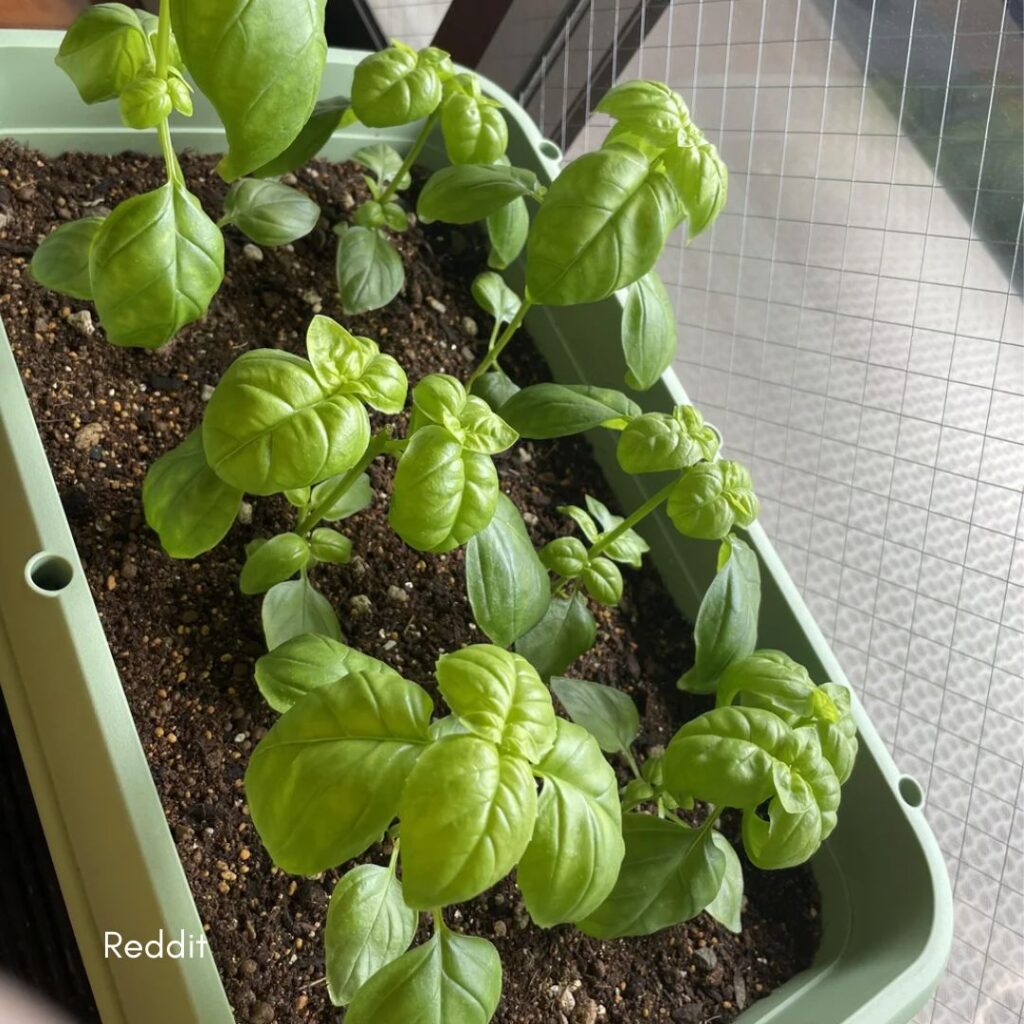 Nutrition and Fertilization Needs