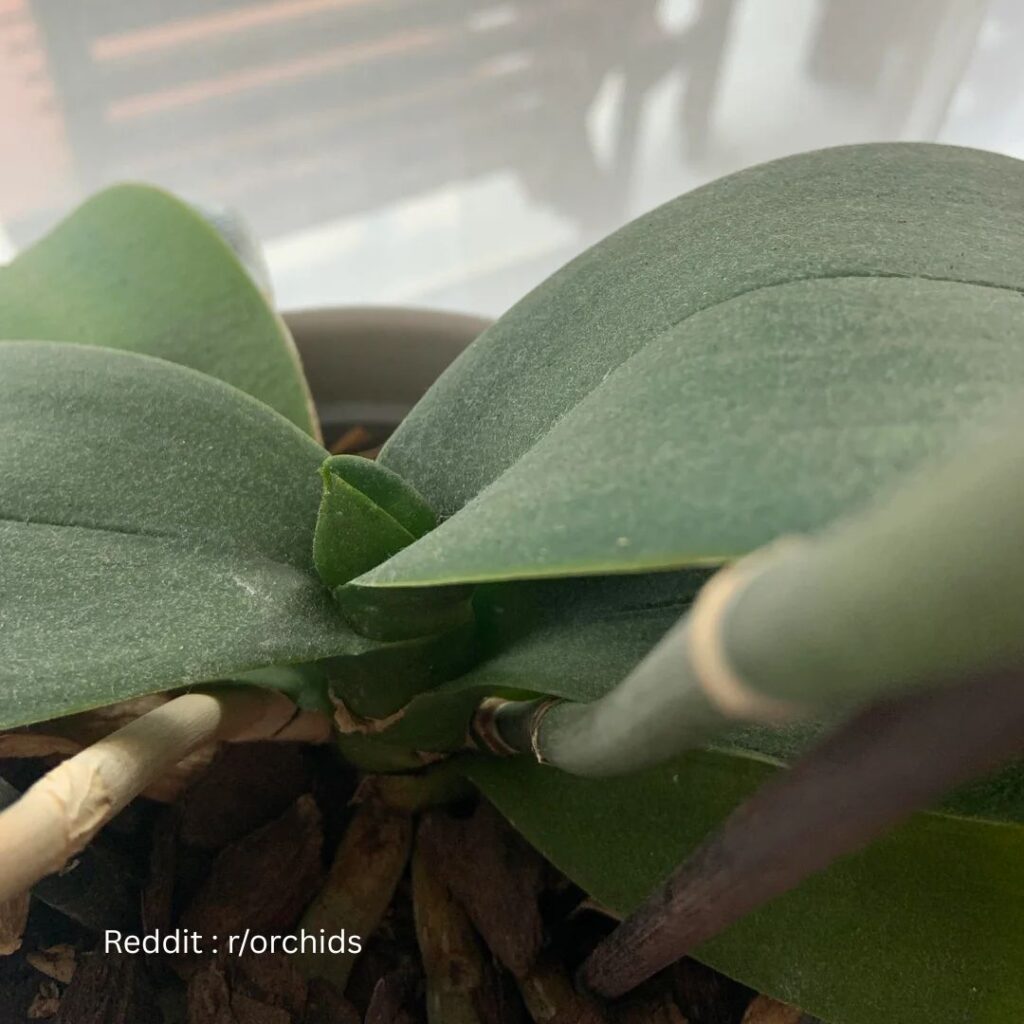 Orchid propagation 1