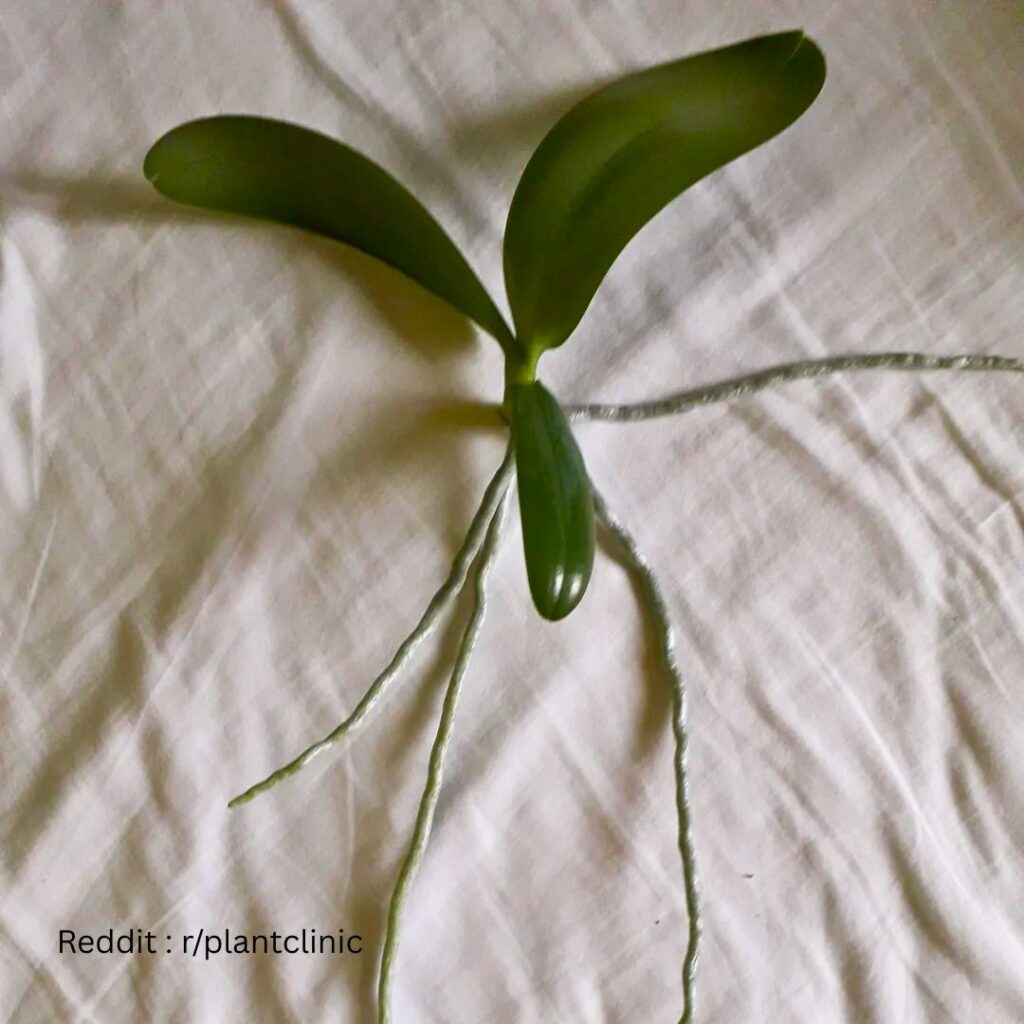 Orchid propagation