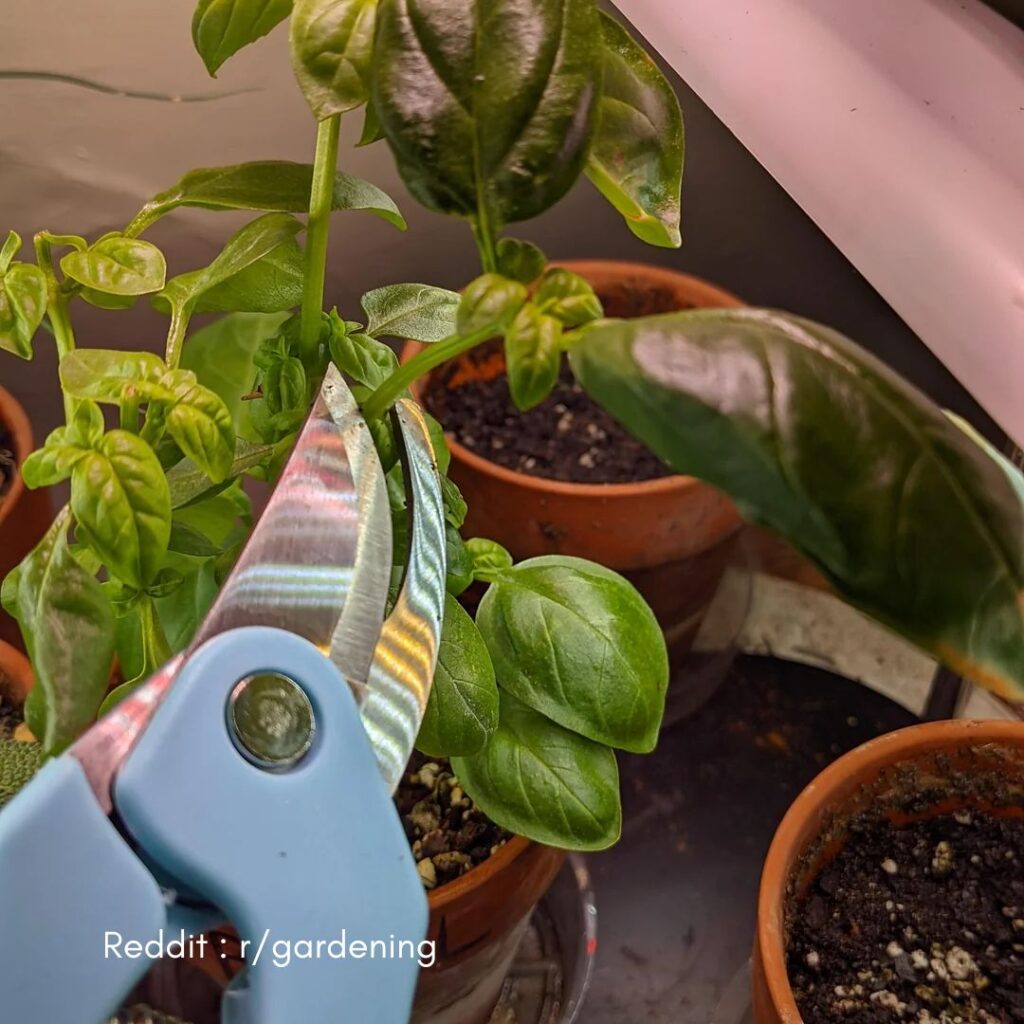 Pruning and Maintenance