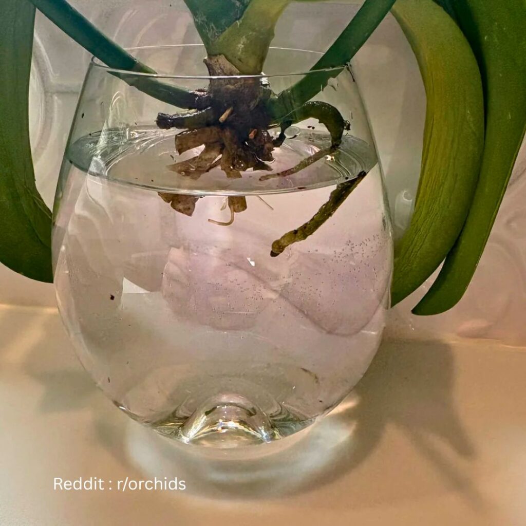 Reviving Orchid in water 1