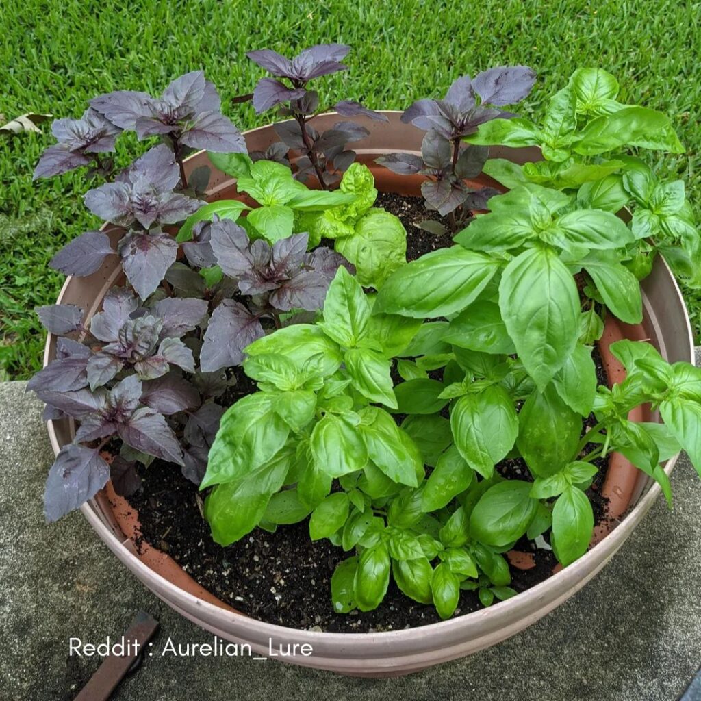 Selecting the Right Variety for Winter Cultivation 1