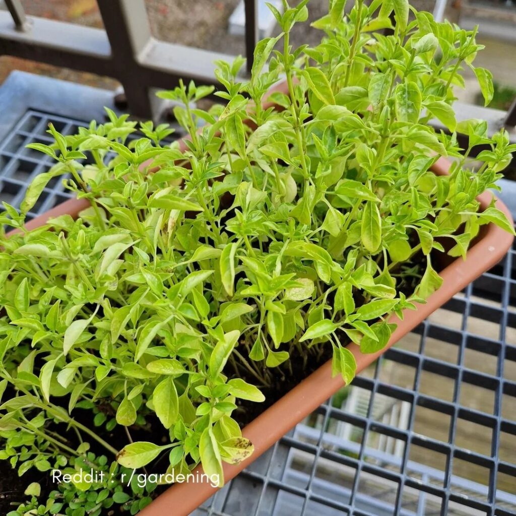 Understanding Basil Plants Winter Needs