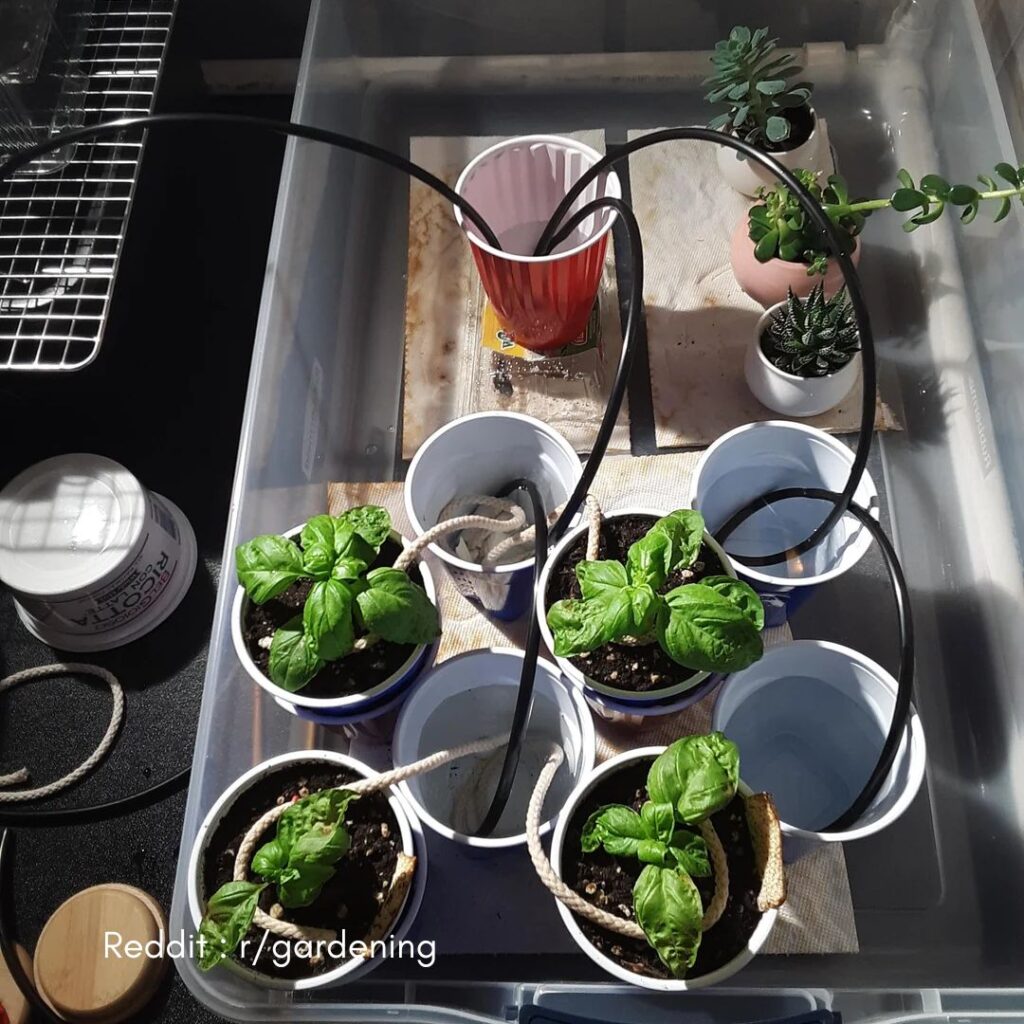 Watering During Winter Months 1