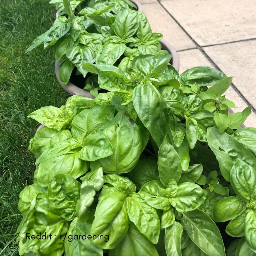 Winterizing Outdoor Basil Plants