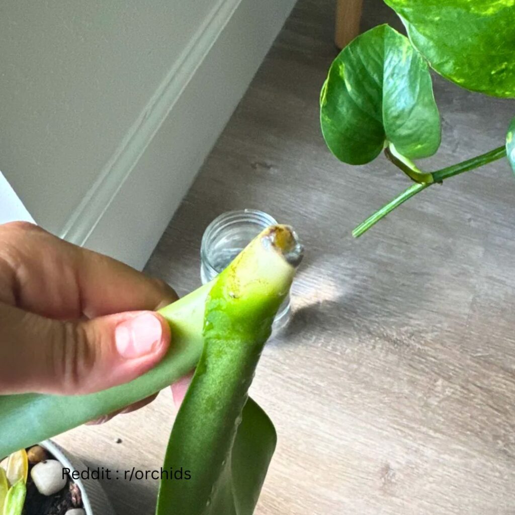 propagating orchid leaves 1