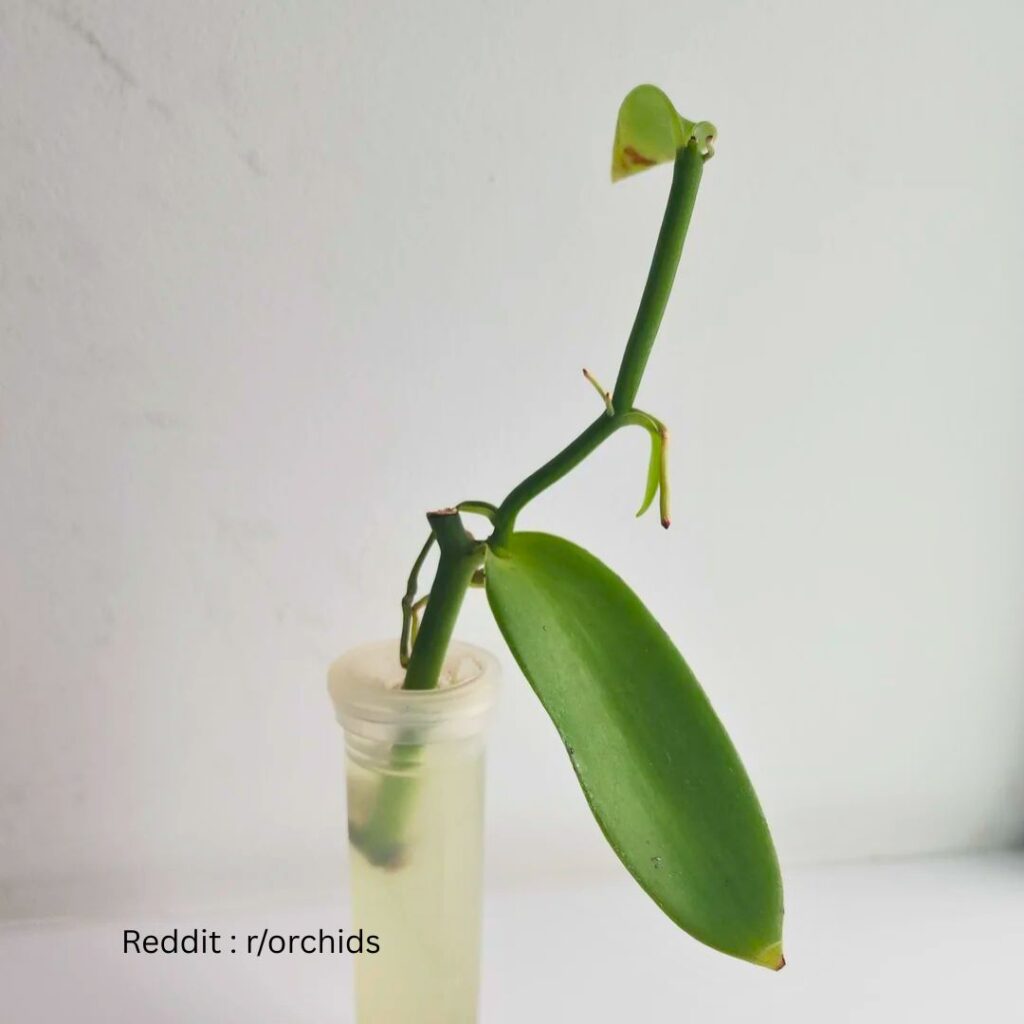 propagating orchid leaves
