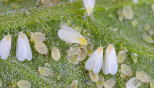 Tomato Plant Leaves Turning Yellow? Discover Easy Fixes!