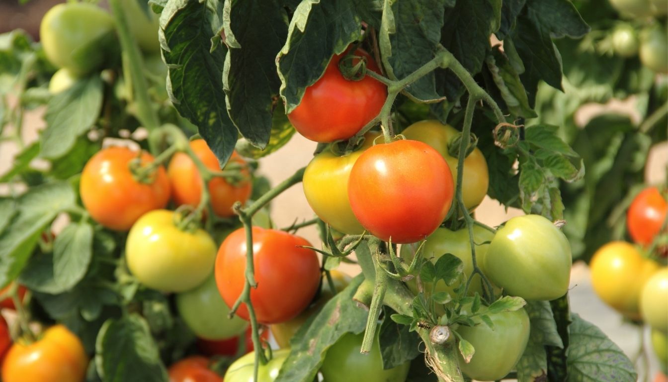 Hacks For Growing Tomato Plants: Secrets Every Gardener Should Know