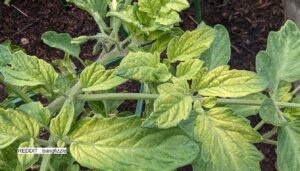 Tomato Plant Leaves Turning Yellow? Discover Easy Fixes!