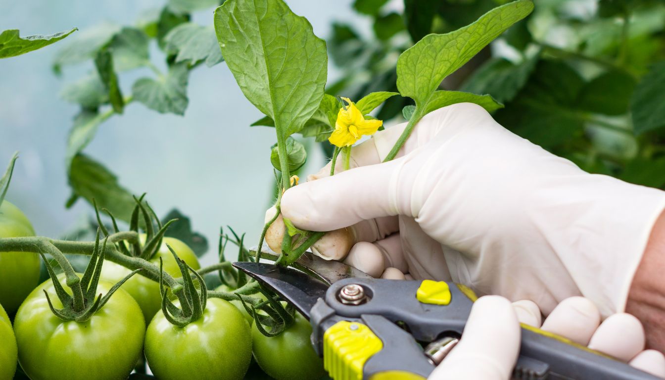 Hacks For Growing Tomato Plants: Secrets Every Gardener Should Know