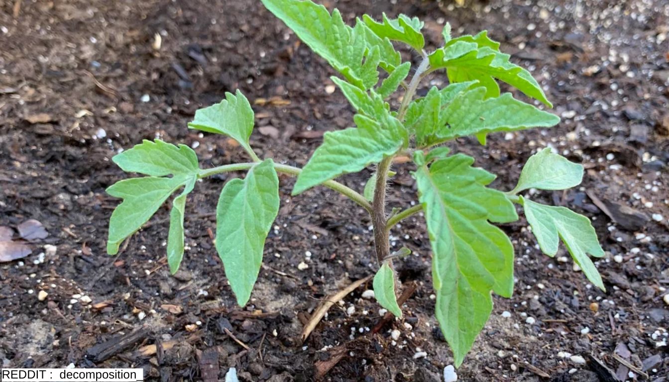 Hacks For Growing Tomato Plants: Secrets Every Gardener Should Know