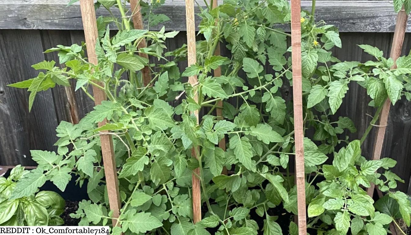 Hacks For Growing Tomato Plants: Secrets Every Gardener Should Know