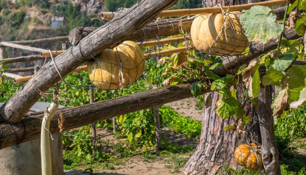 Pumpkin Plant Support/Trellis Ideas: Boost Growth With These Easy Solutions