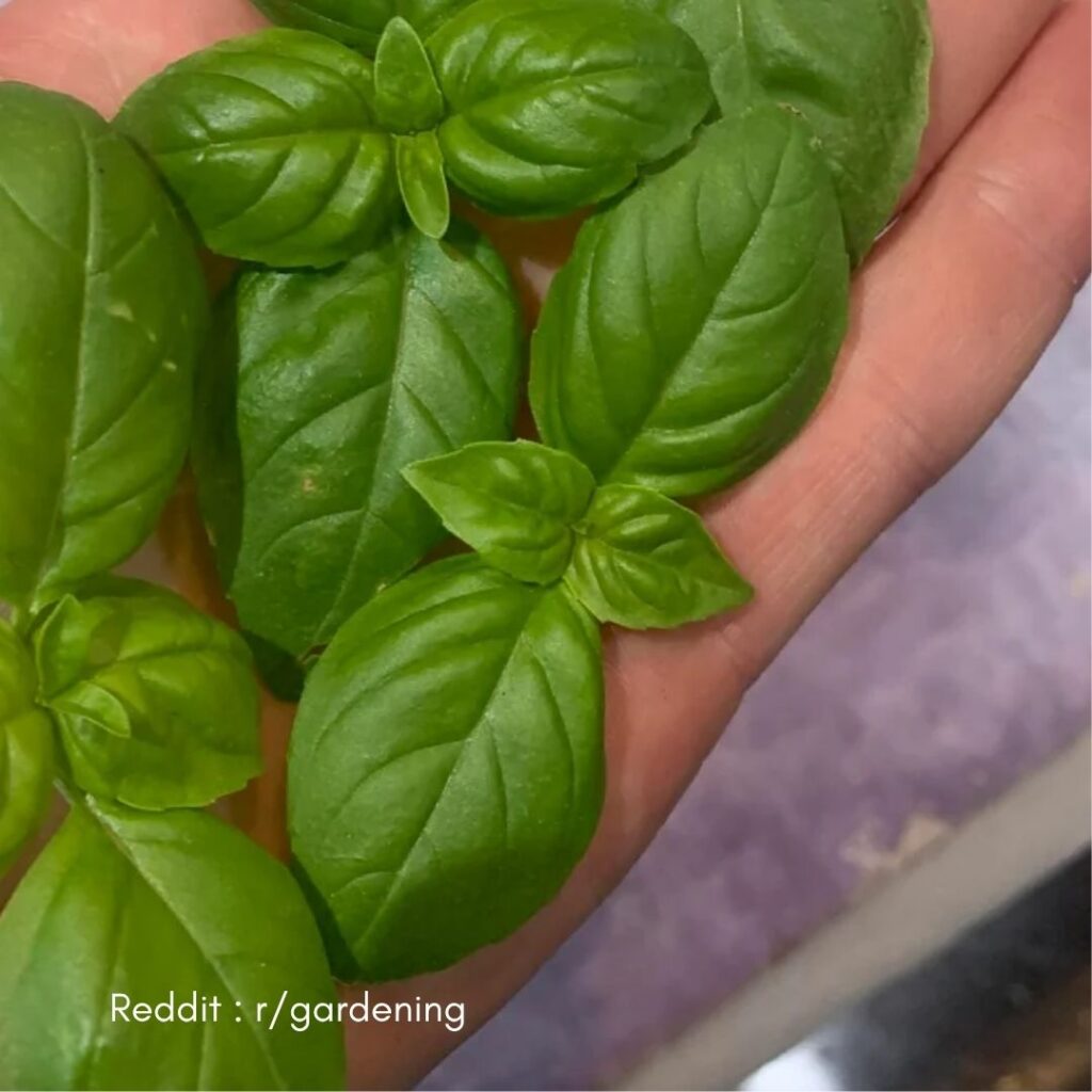 Basil Pruning