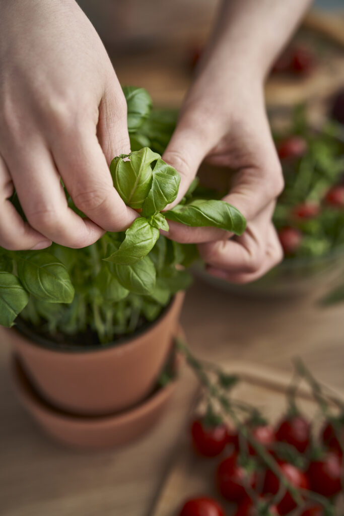 Basil plant plucking