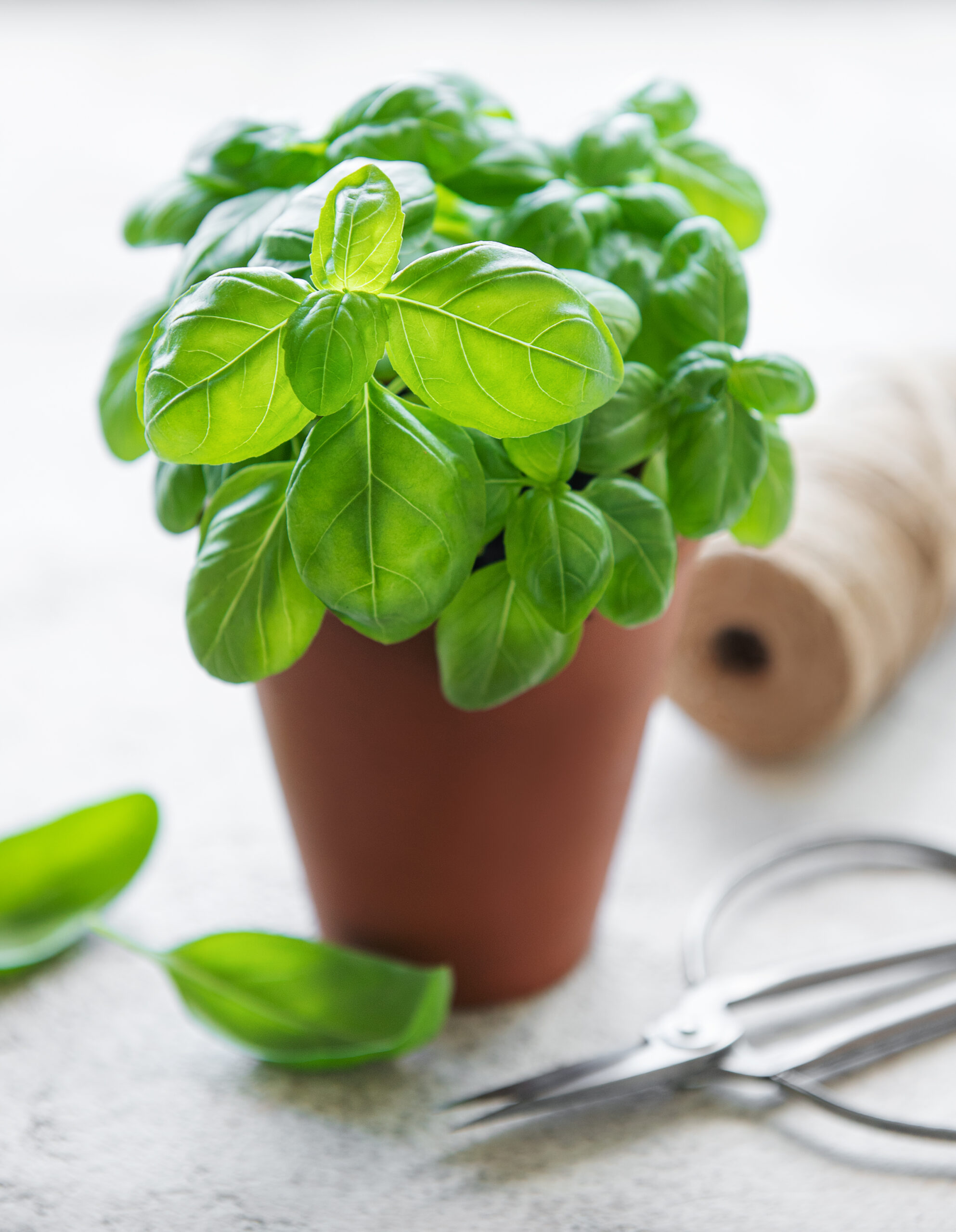 How To Pick Basil Leaves From Plant: Your Guide To Fresher Flavors