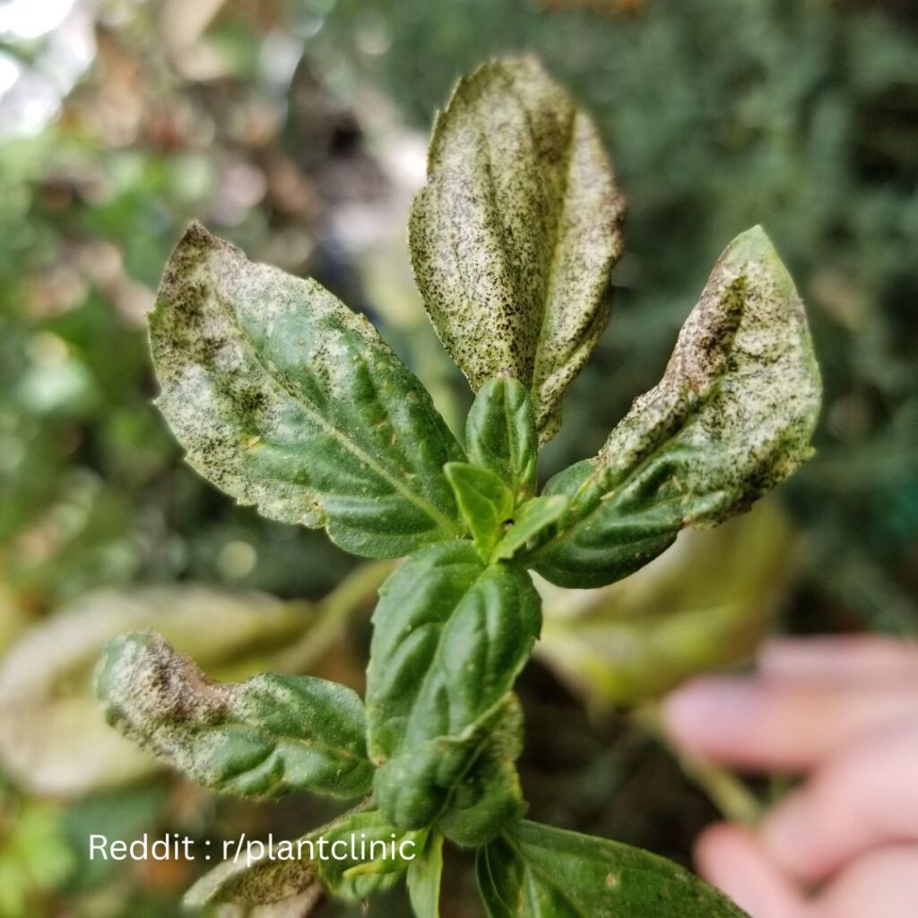 Basil Plant Defect 1