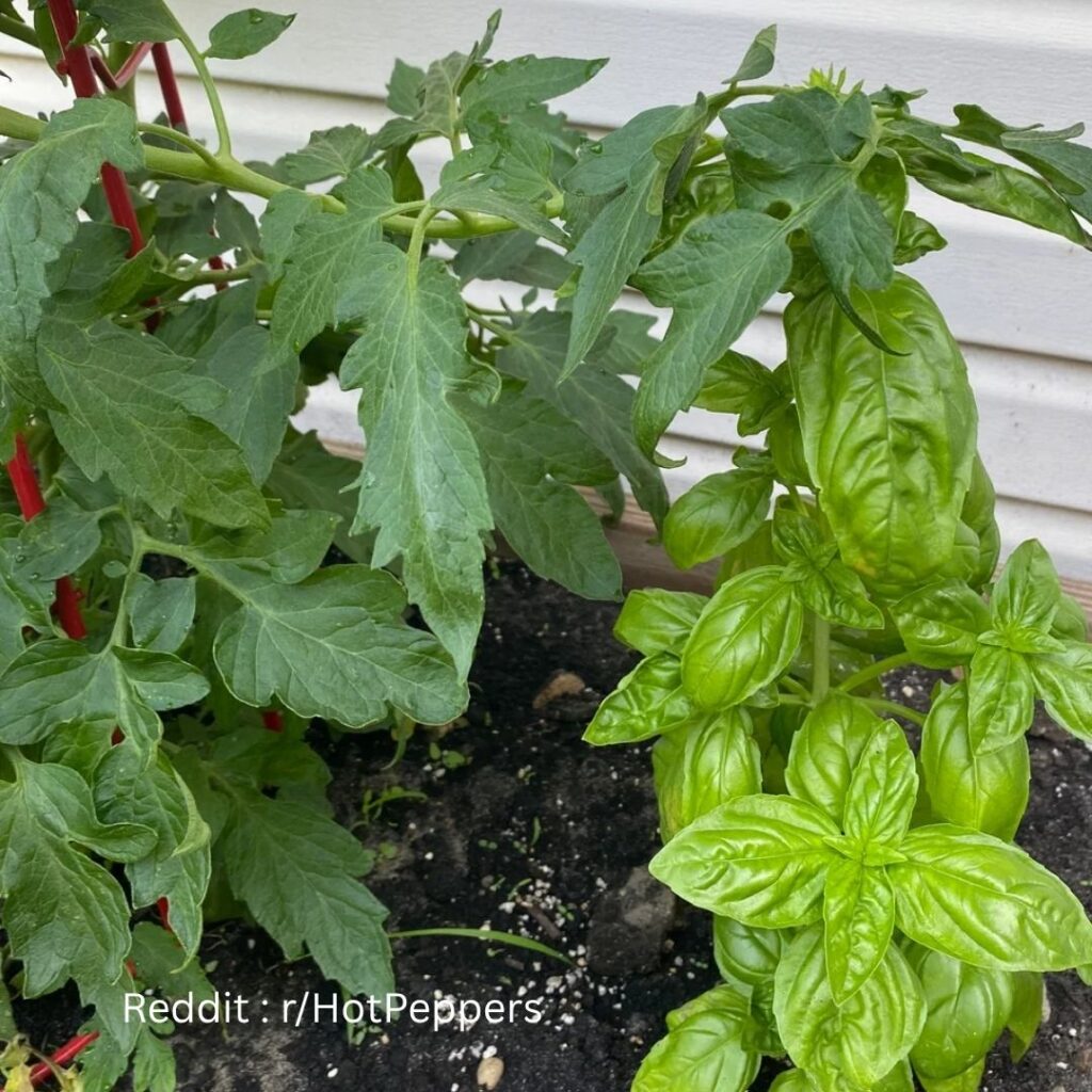 Basil and Tomatoes