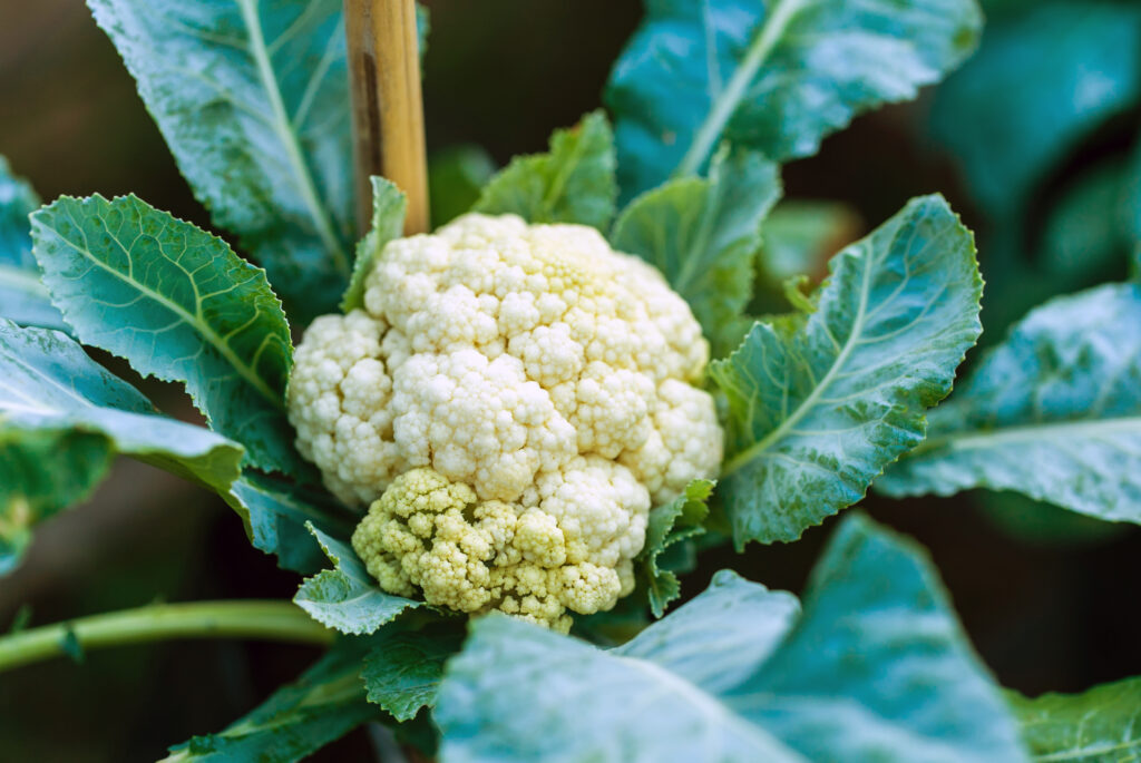 Cauliflower