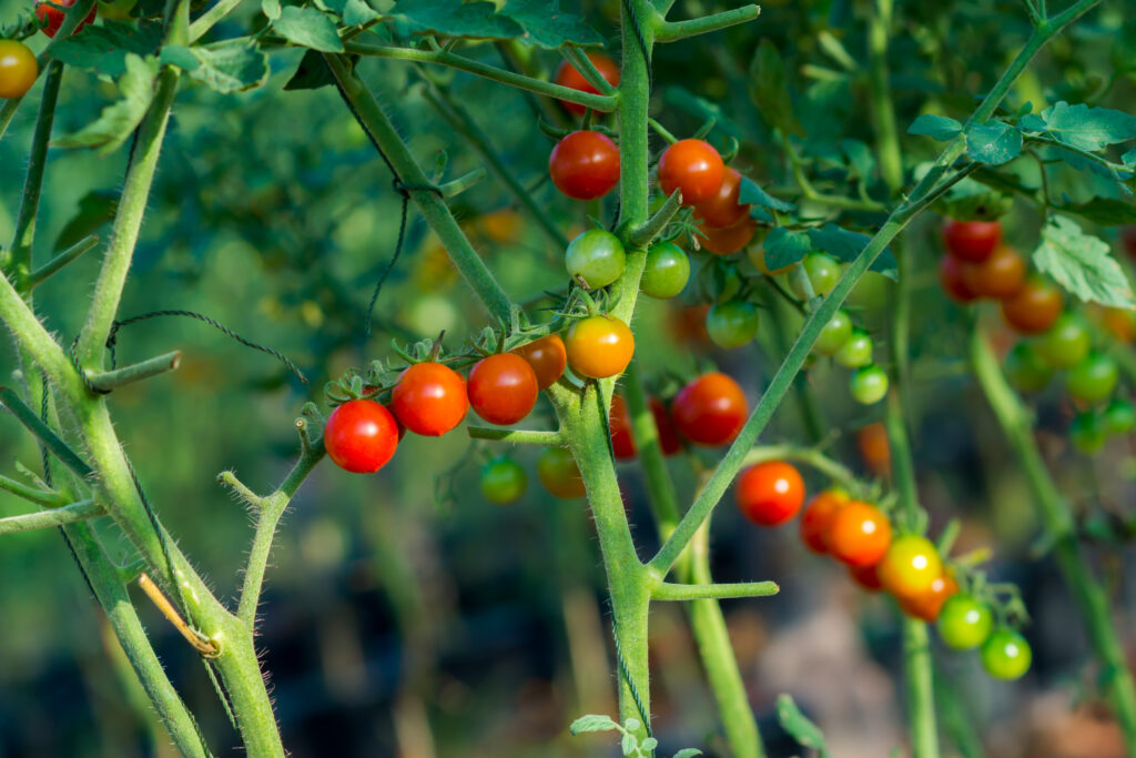 Cherry Tomatoes