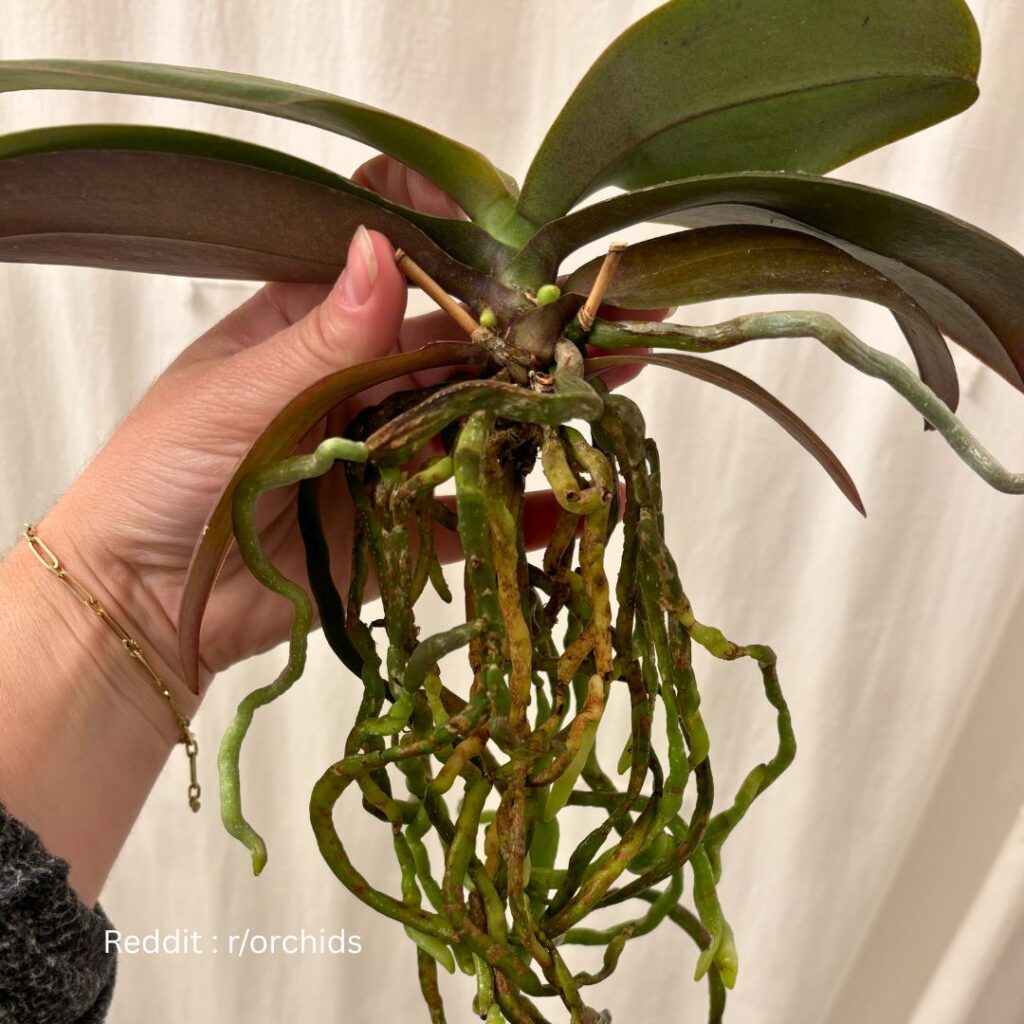 Cleaning Orchid Roots