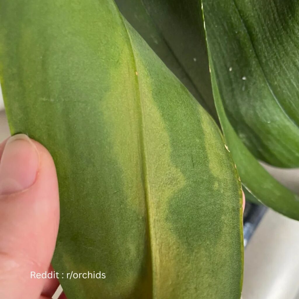Discolouring Orchid 1