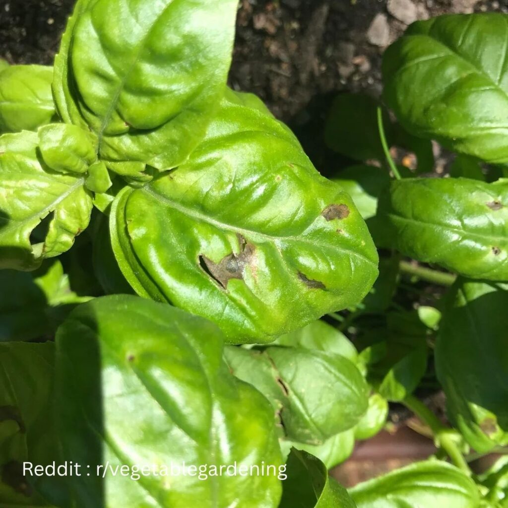 Downy Mildew Basil