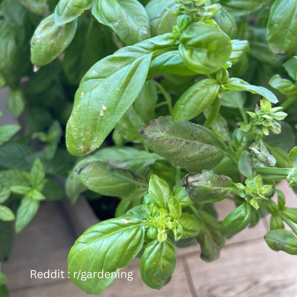 Downy mildew Basil 1