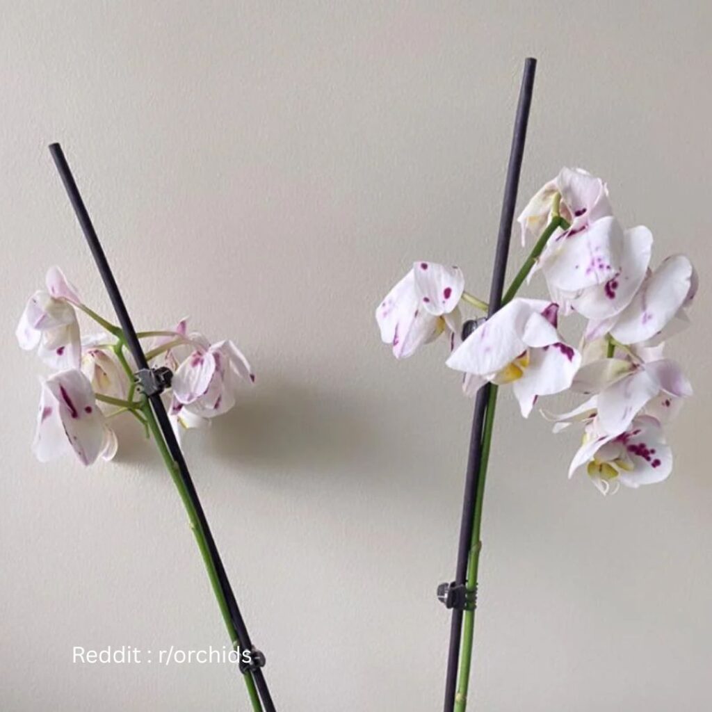 Dying Orchid 1
