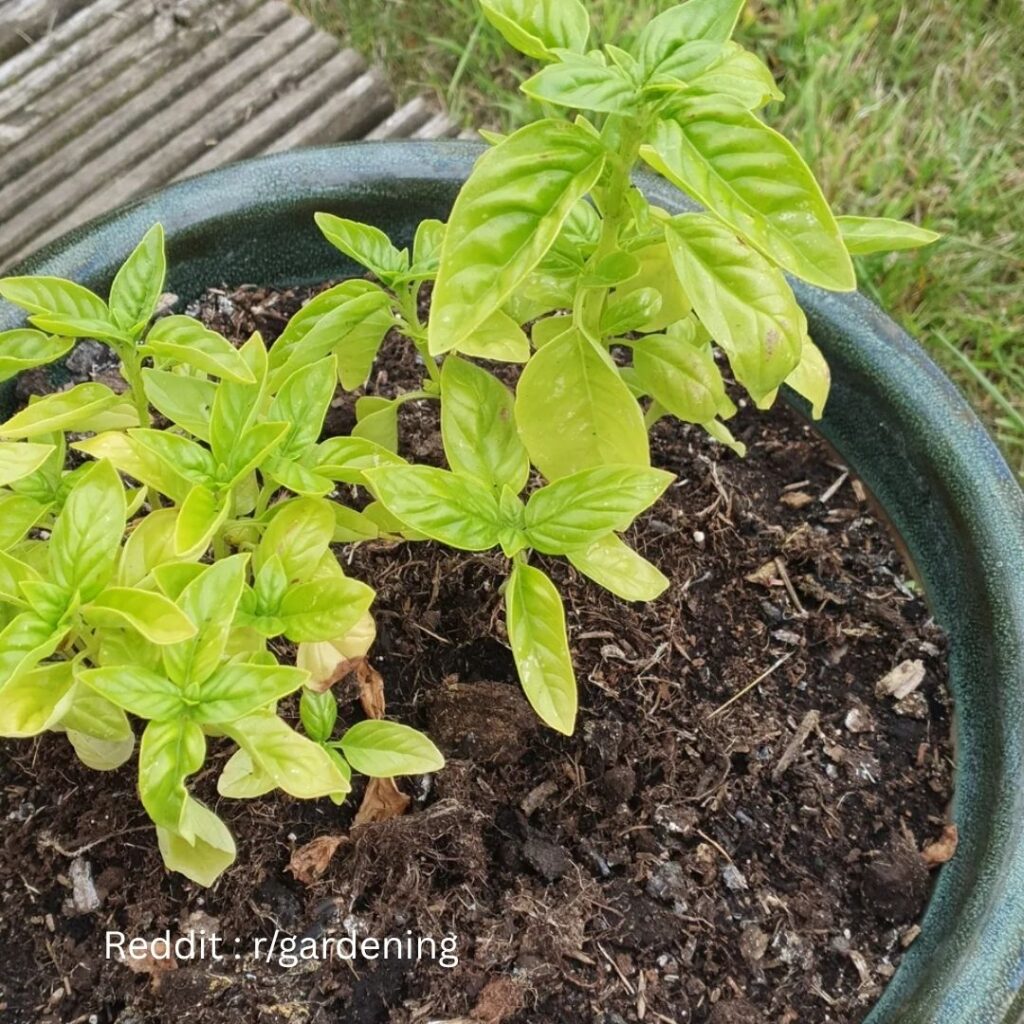 Basil Plant Fertilizer: Boost Your Herb Garden Instantly