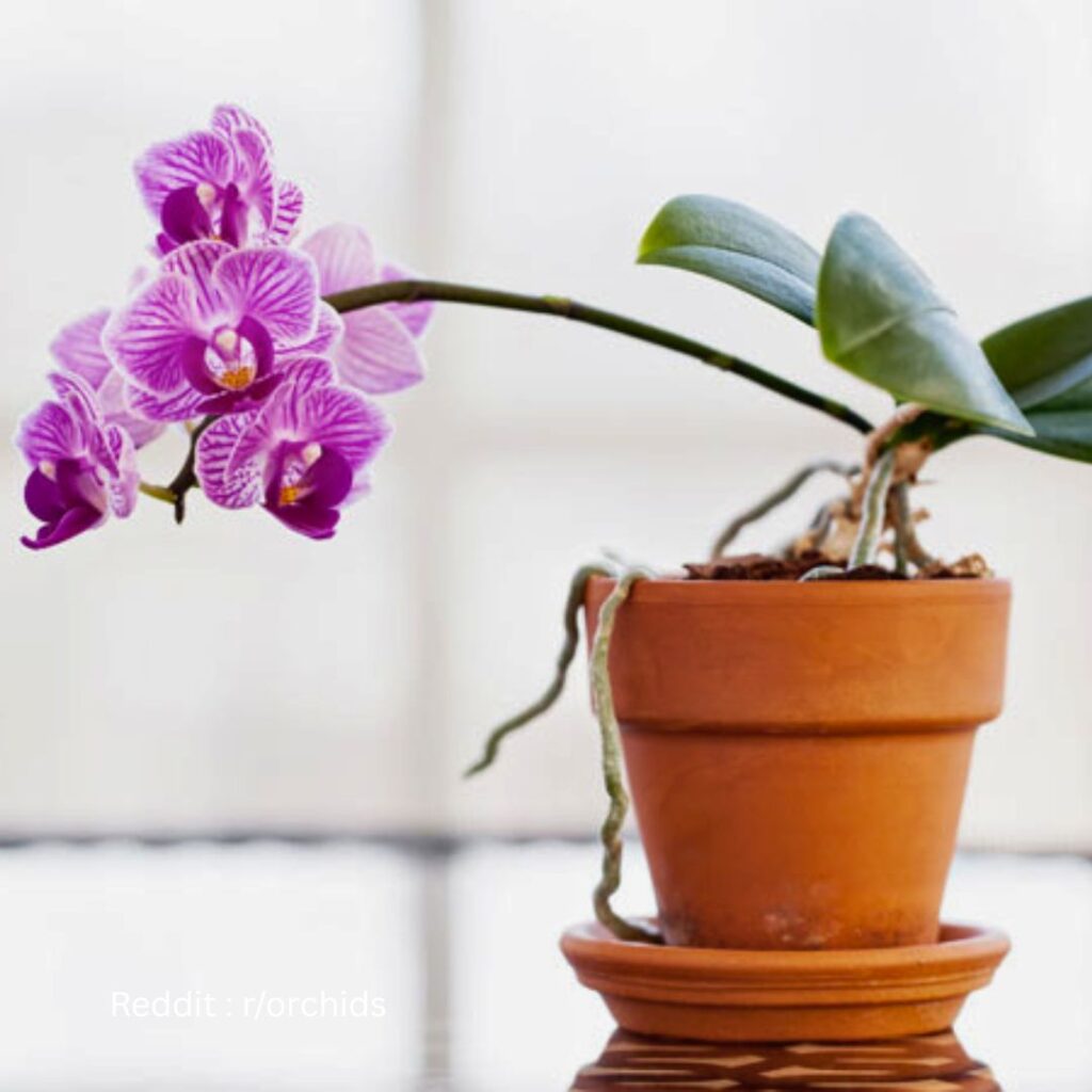 Orchid
