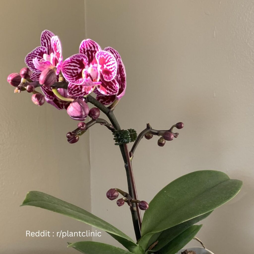 Orchid Fertilizing 1