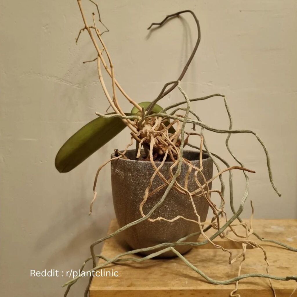 Orchid Fertilizing