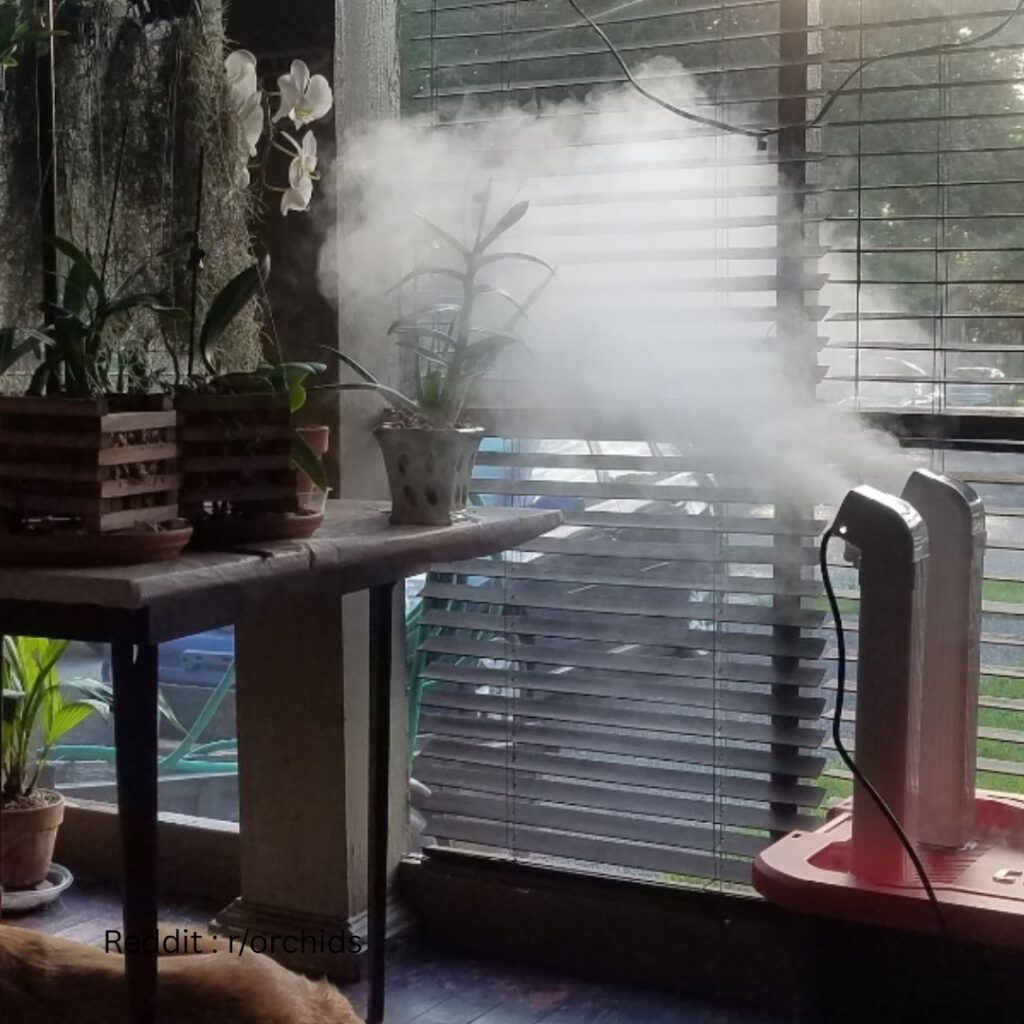Orchid Humidifier