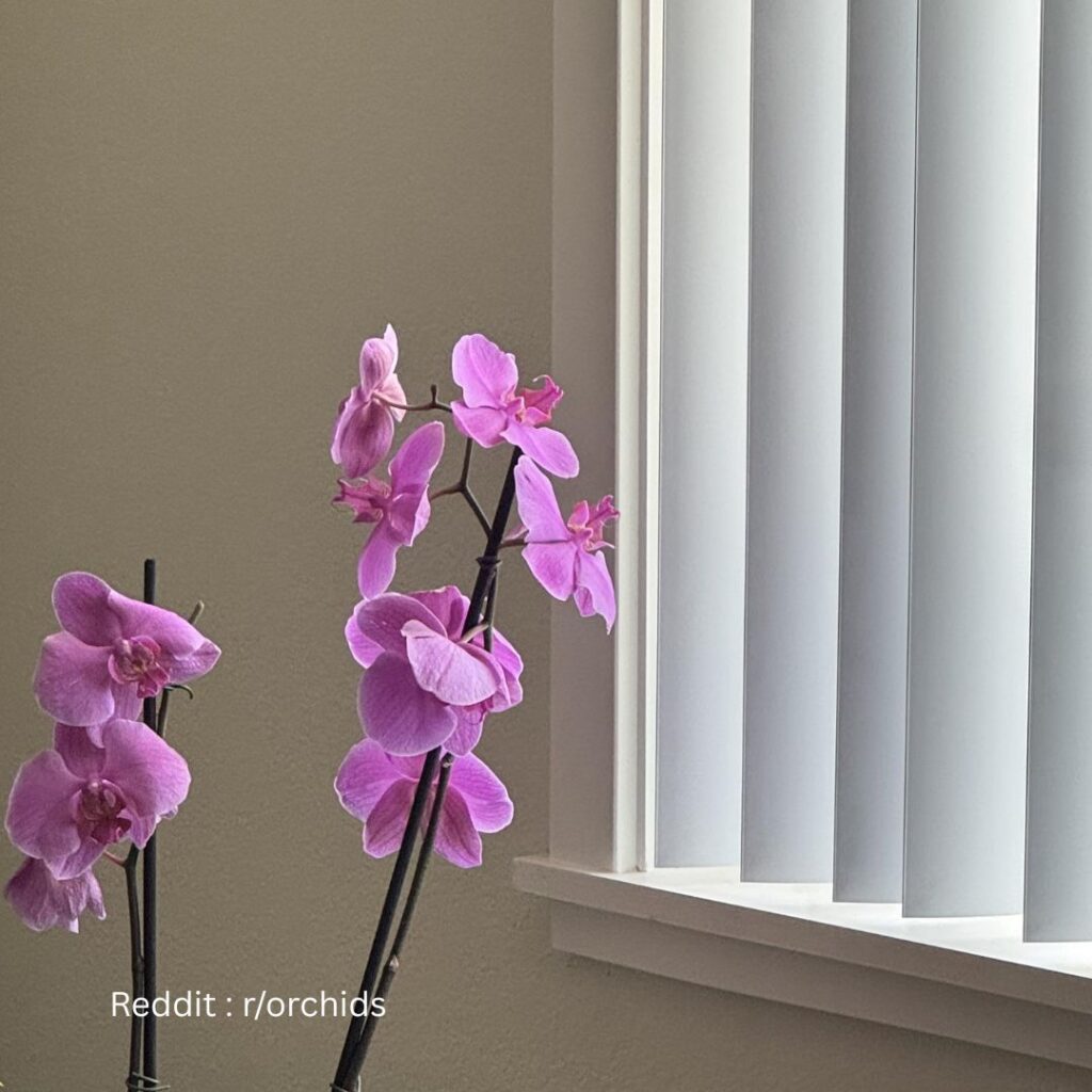 Orchid Plant