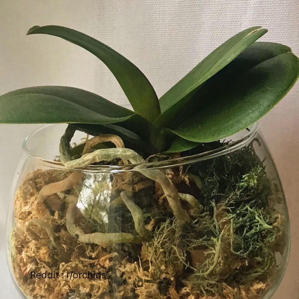 Orchid in pot